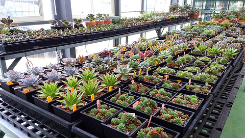 多內市集：桃園新景點~多肉市集&阿貓咖啡龍貓公車