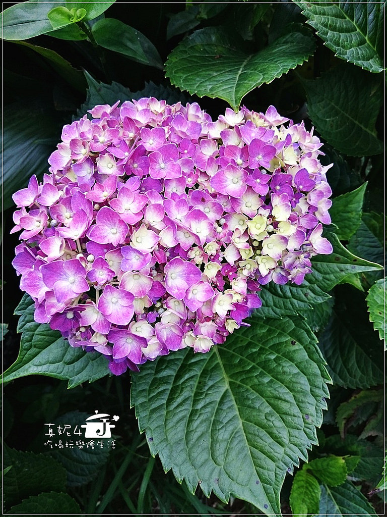 陽明山 福田橋 繡球花