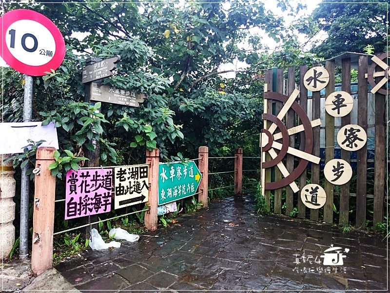 陽明山 福田橋 繡球花