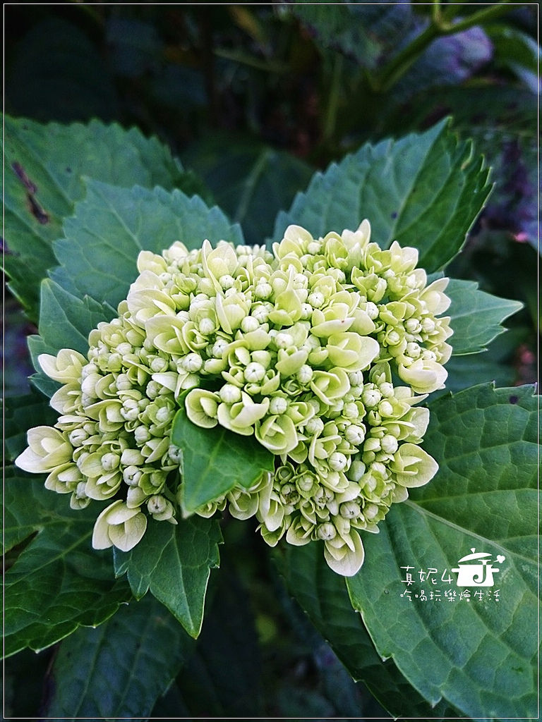 陽明山 福田橋 繡球花