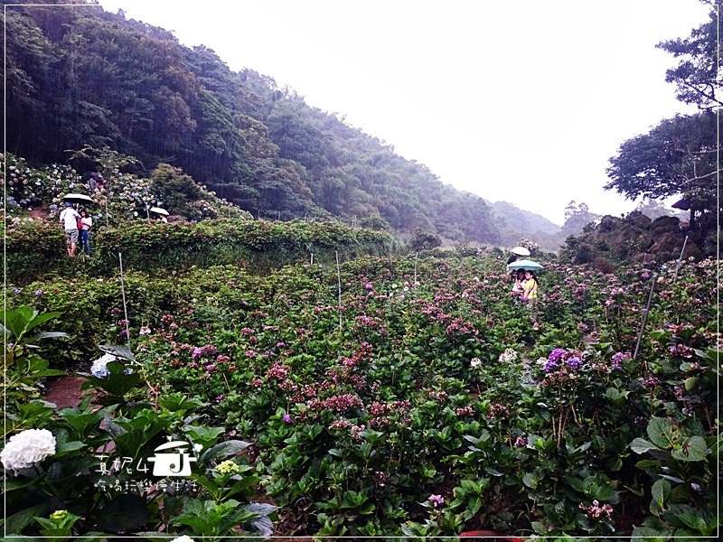 陽明山 福田橋 繡球花