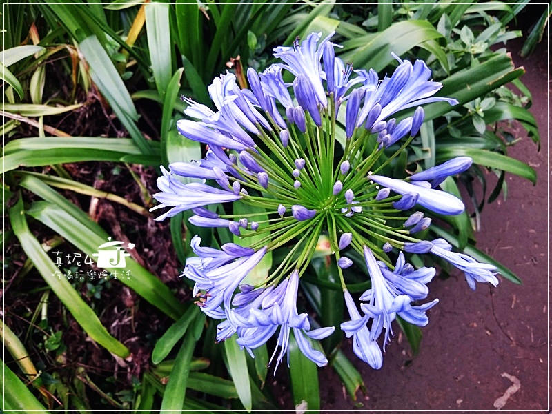 陽明山 福田橋 繡球花