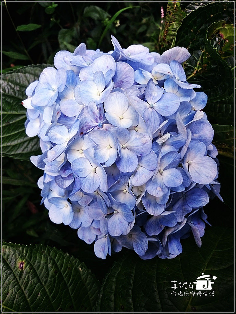 陽明山 福田橋 繡球花