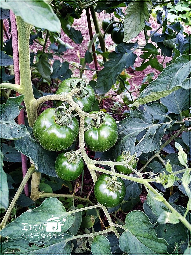 陽明山 福田橋 繡球花