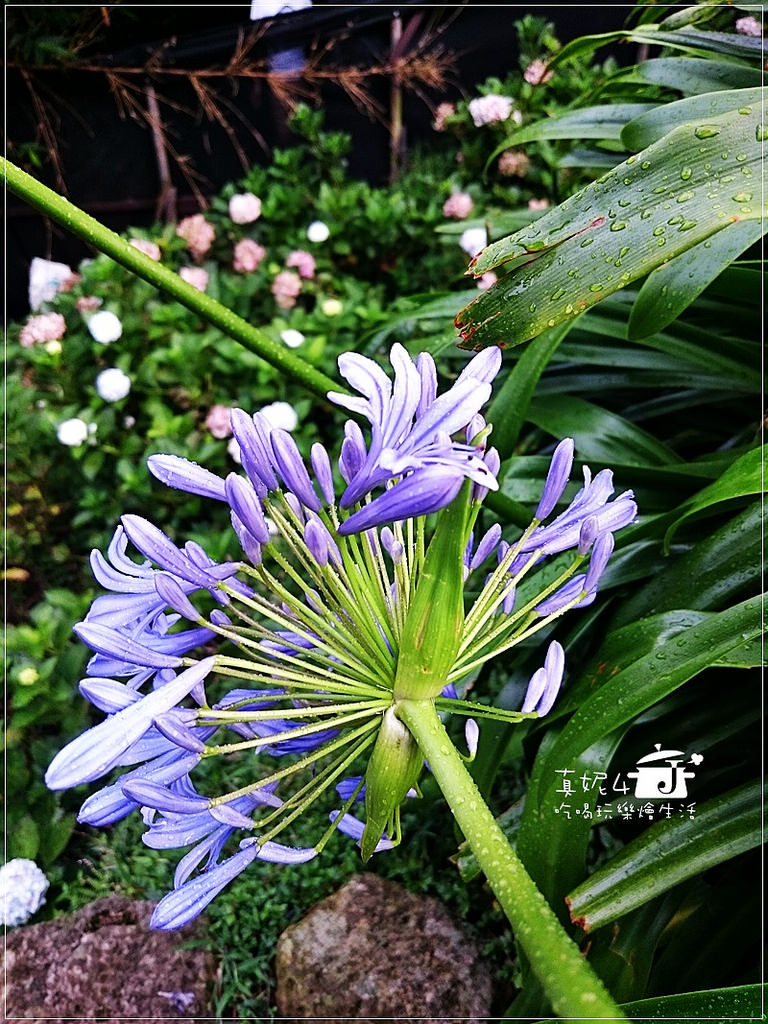 陽明山 福田橋 繡球花