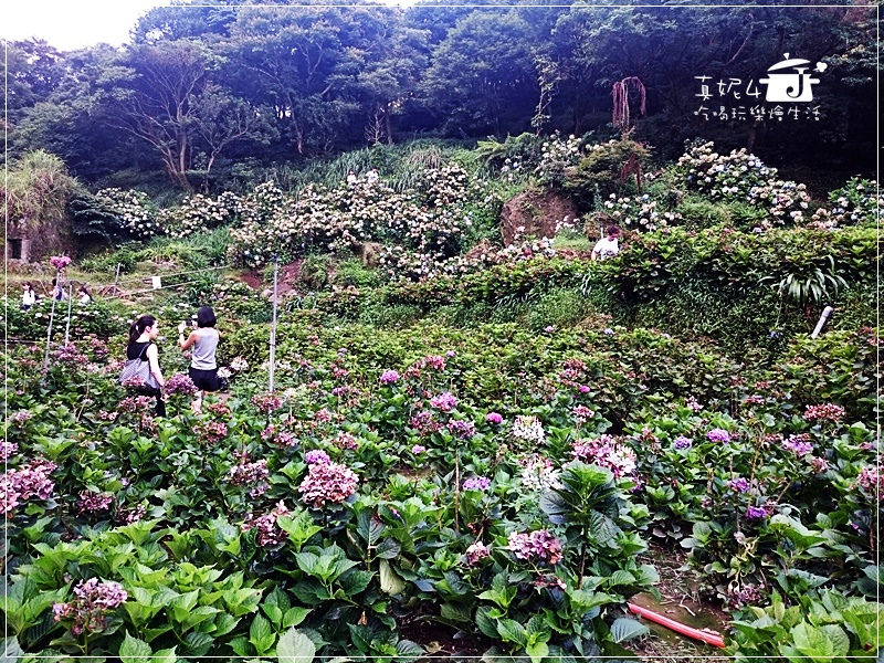 陽明山 福田橋 繡球花