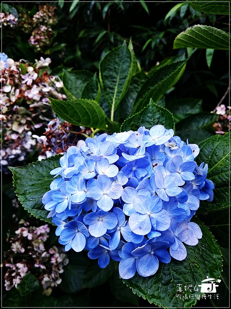 陽明山 福田橋 繡球花