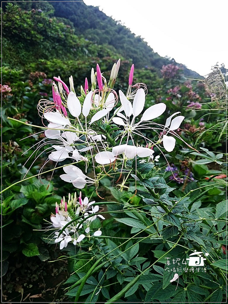 陽明山 福田橋 繡球花