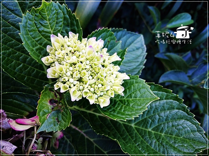 陽明山 福田橋 繡球花