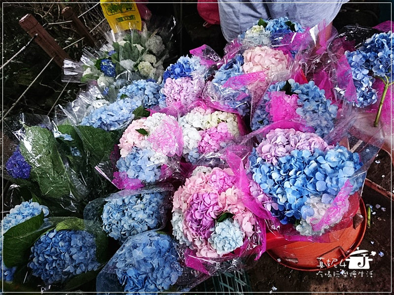 陽明山 福田橋 繡球花