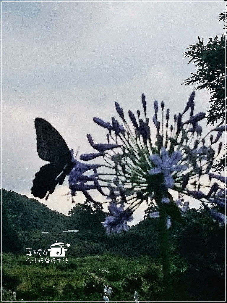 陽明山 福田橋 繡球花