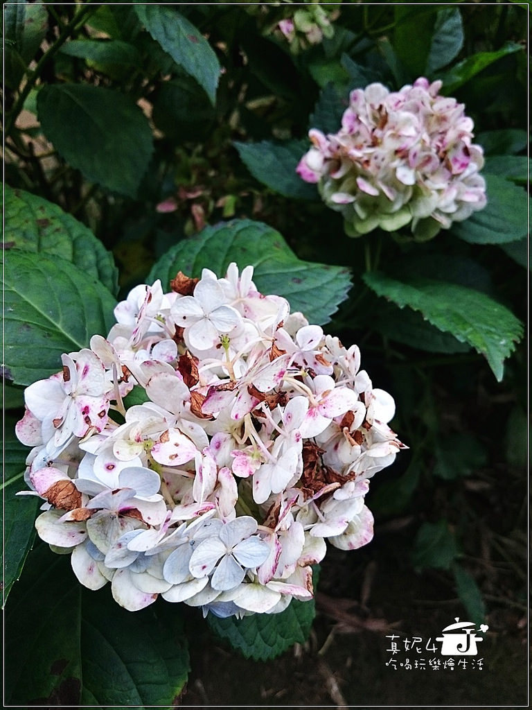 陽明山 福田橋 繡球花