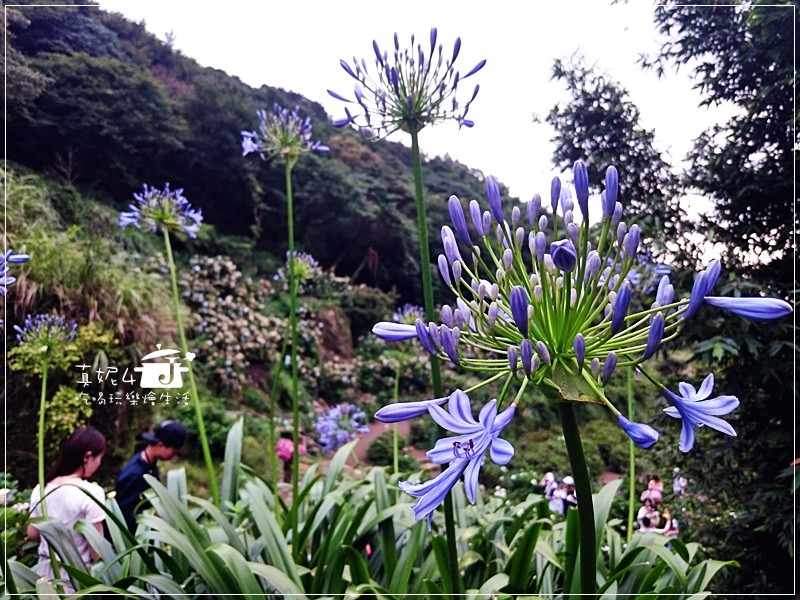 陽明山 福田橋 繡球花