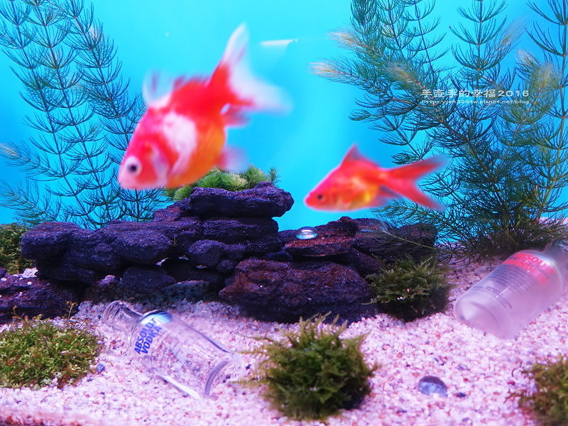 探索咖啡161114009