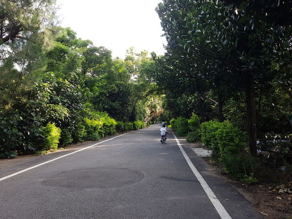 【桃園/新屋】綠色走廊