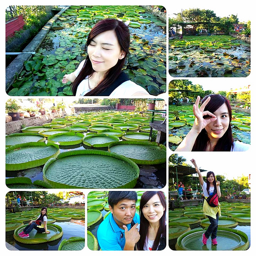 康莊蓮園：【桃園景點】康莊蓮園~乘坐百來斤的大王蓮