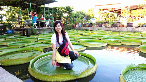 康莊蓮園：【桃園景點】康莊蓮園~乘坐百來斤的大王蓮