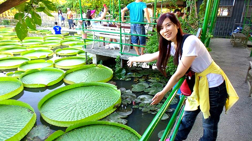 康莊蓮園：【桃園景點】康莊蓮園~乘坐百來斤的大王蓮