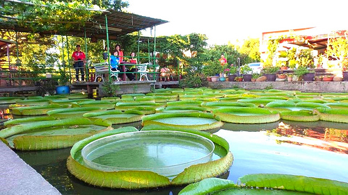 康莊蓮園：【桃園景點】康莊蓮園~乘坐百來斤的大王蓮