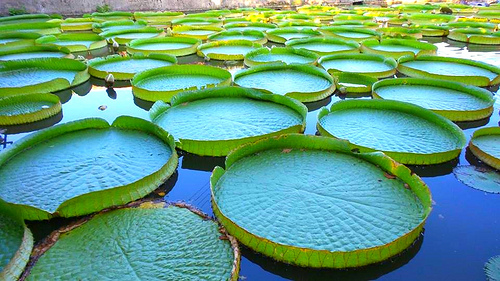 康莊蓮園：【桃園景點】康莊蓮園~乘坐百來斤的大王蓮