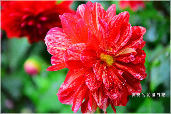 台北植物園(Taipei Botanic Garden):【臺北】中正區。臺北植物園 & 欽差行臺