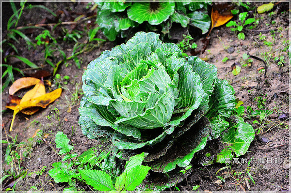 台北植物園(Taipei Botanic Garden):【臺北】中正區。臺北植物園 & 欽差行臺