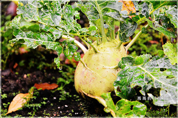 台北植物園(Taipei Botanic Garden):【臺北】中正區。臺北植物園 & 欽差行臺