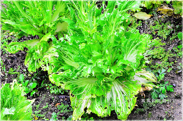 台北植物園(Taipei Botanic Garden):【臺北】中正區。臺北植物園 & 欽差行臺