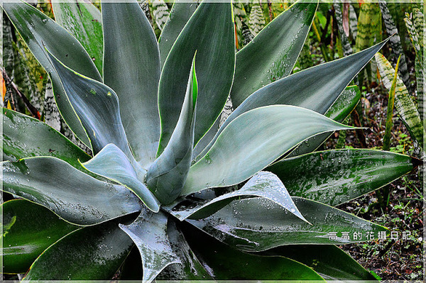 台北植物園(Taipei Botanic Garden):【臺北】中正區。臺北植物園 & 欽差行臺