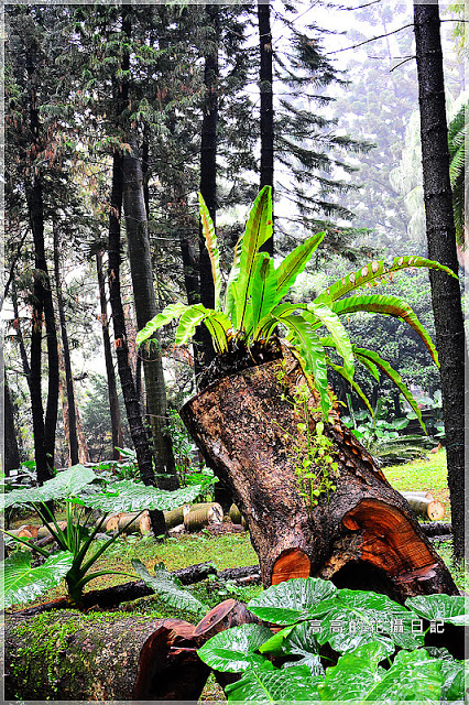 台北植物園(Taipei Botanic Garden):【臺北】中正區。臺北植物園 & 欽差行臺