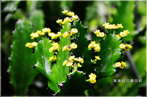 台北植物園(Taipei Botanic Garden):【臺北】中正區。臺北植物園 & 欽差行臺