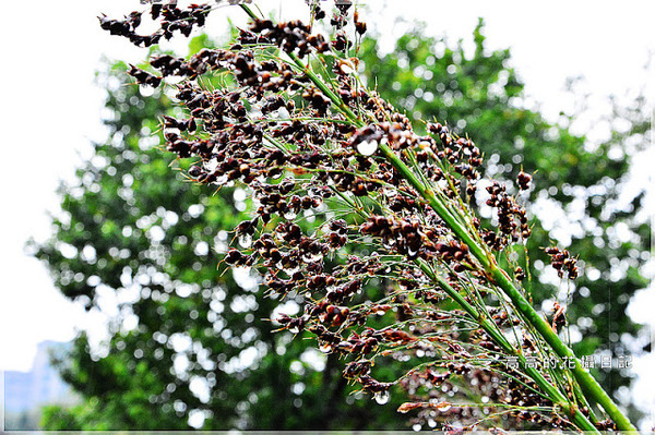 台北植物園(Taipei Botanic Garden):【臺北】中正區。臺北植物園 & 欽差行臺