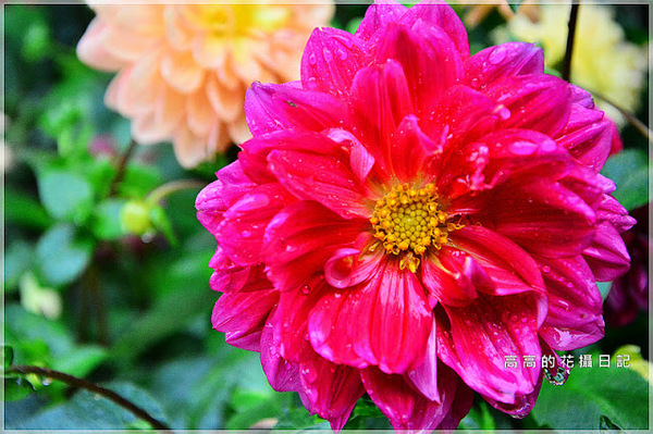 台北植物園(Taipei Botanic Garden):【臺北】中正區。臺北植物園 & 欽差行臺