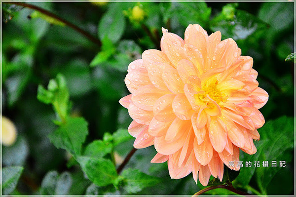 台北植物園(Taipei Botanic Garden):【臺北】中正區。臺北植物園 & 欽差行臺