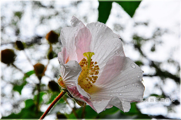 台北植物園(Taipei Botanic Garden):【臺北】中正區。臺北植物園 & 欽差行臺