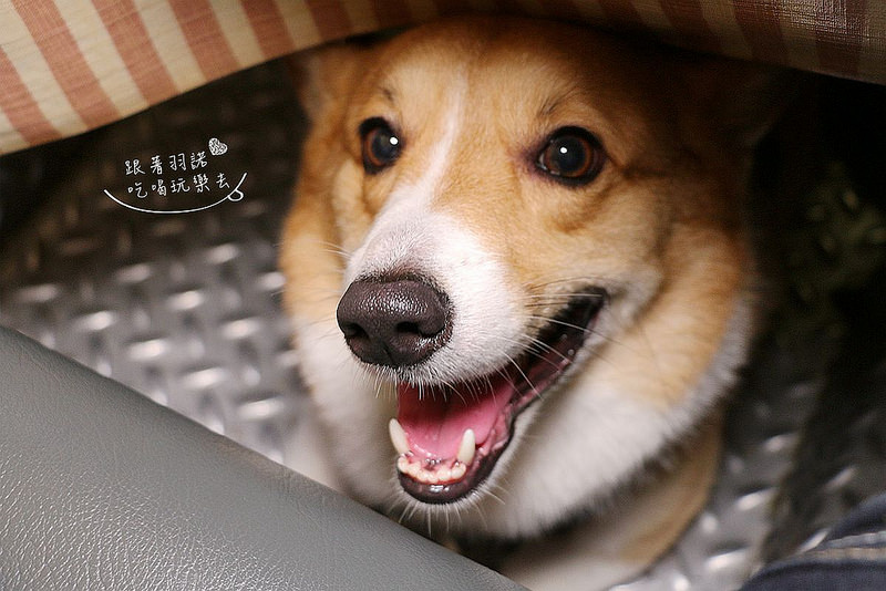 PS BUBU汽車餐廳091