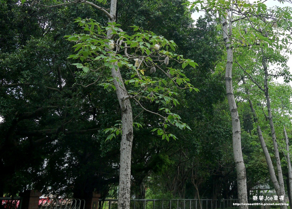台中市崇倫公園：[台中南區]崇倫公園阿勃勒也是美得不像話。