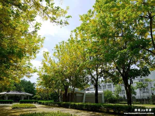 台中市崇倫公園：[台中南區]崇倫公園阿勃勒也是美得不像話。