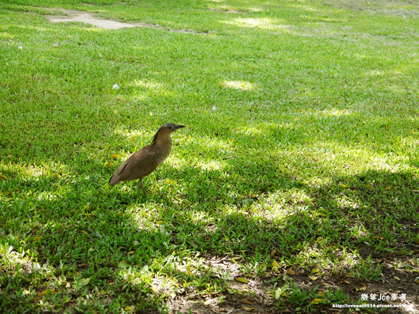 台中市崇倫公園：[台中南區]崇倫公園阿勃勒也是美得不像話。