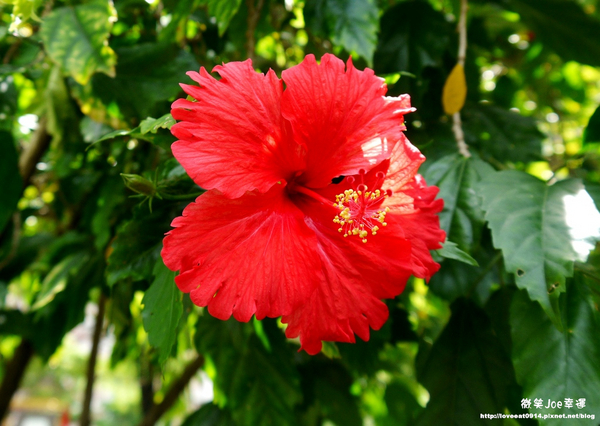 台中市崇倫公園：[台中南區]崇倫公園阿勃勒也是美得不像話。