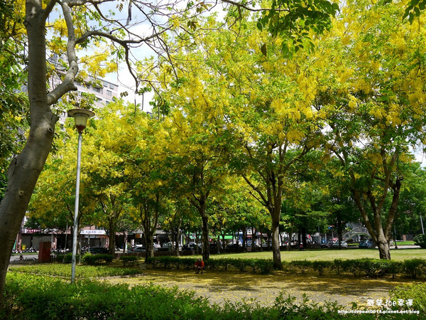 台中市崇倫公園：[台中南區]崇倫公園阿勃勒也是美得不像話。