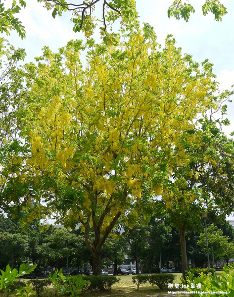 台中市崇倫公園：[台中南區]崇倫公園阿勃勒也是美得不像話。