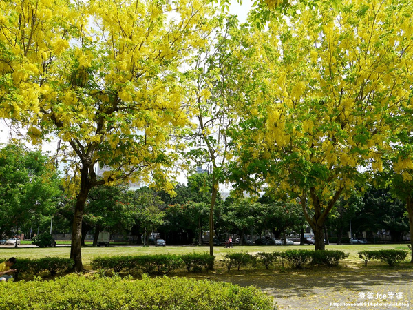 台中市崇倫公園：[台中南區]崇倫公園阿勃勒也是美得不像話。