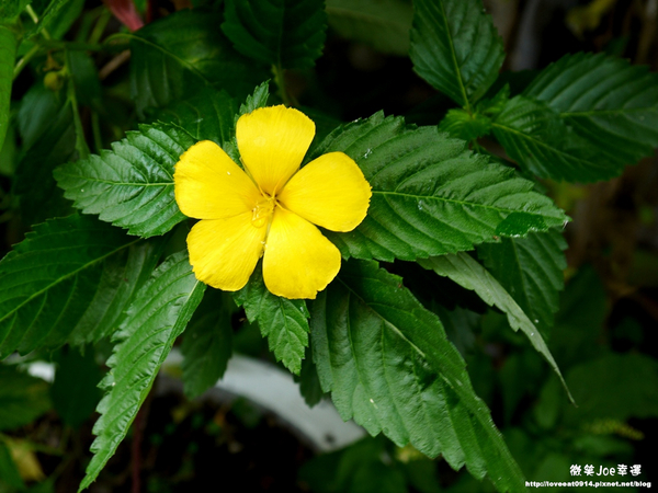 台中市崇倫公園：[台中南區]崇倫公園阿勃勒也是美得不像話。
