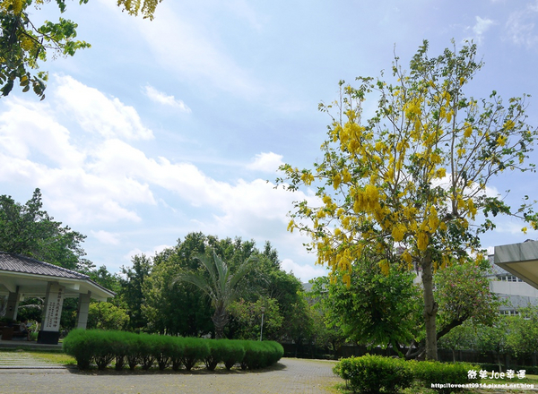 台中市崇倫公園：[台中南區]崇倫公園阿勃勒也是美得不像話。