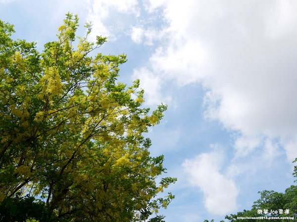 台中市崇倫公園：[台中南區]崇倫公園阿勃勒也是美得不像話。