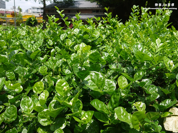 台中市崇倫公園：[台中南區]崇倫公園阿勃勒也是美得不像話。