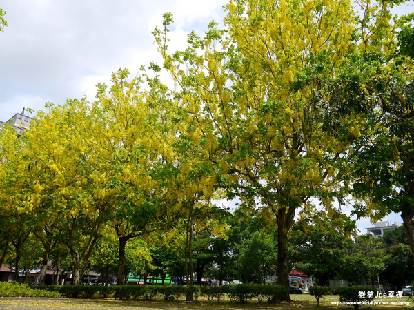 台中市崇倫公園：[台中南區]崇倫公園阿勃勒也是美得不像話。