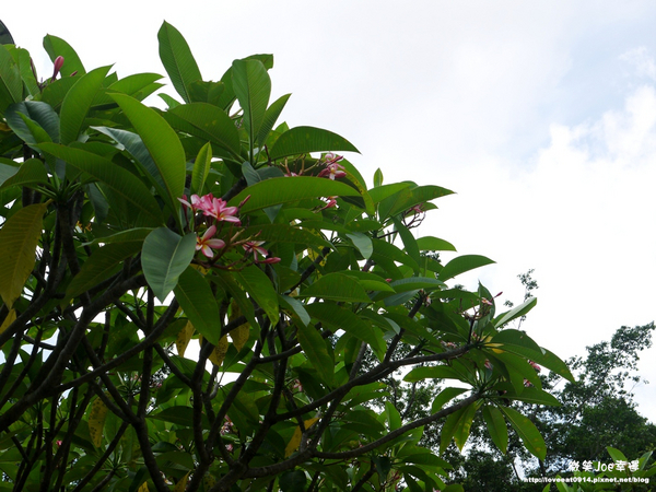 台中市崇倫公園：[台中南區]崇倫公園阿勃勒也是美得不像話。