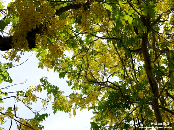 台中市崇倫公園：[台中南區]崇倫公園阿勃勒也是美得不像話。